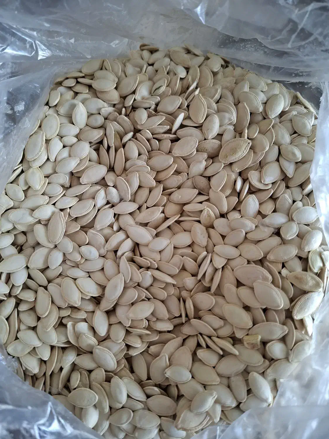 تخمه کدو|خوردنی و آشامیدنی|بهار, |دیوار