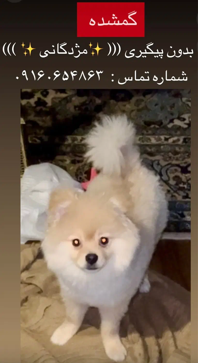 سگ گمشده|حیوانات|اهواز, کیانپارس |دیوار