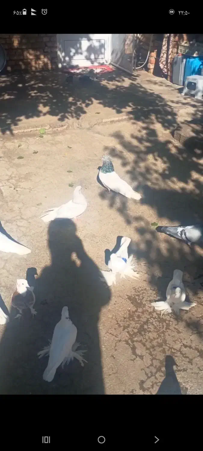 باشی موشی باشی گوی|پرنده|مرند, |دیوار