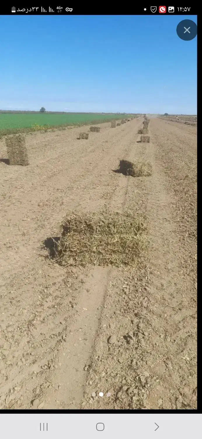 علف|لوازم جانبی حیوانات|حبیب آباد, |دیوار