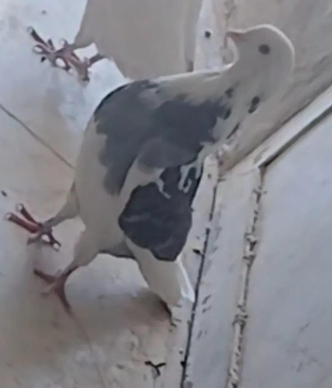 کفتر گمشده|حیوانات|تویسرکان, |دیوار