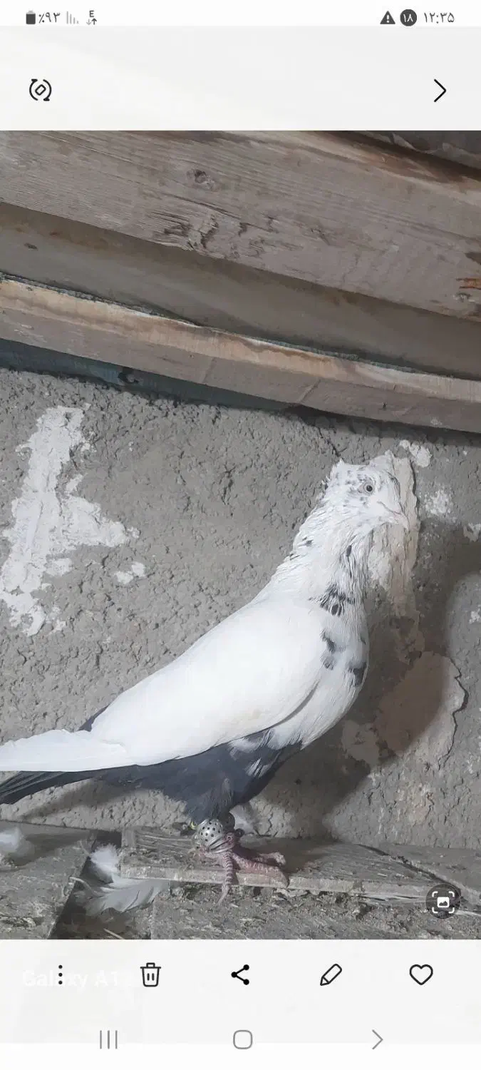 کبوتر|پرنده|کرج, کمال‌شهر|دیوار