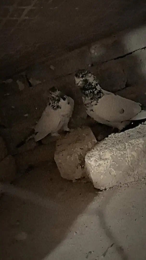 کبوتر پرشی|پرنده|اصفهان, براآن شمالی|دیوار