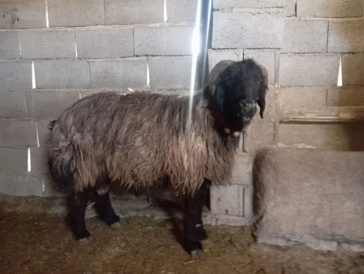 فروش قوچ داشتی|حیوانات مزرعه|منج, |دیوار