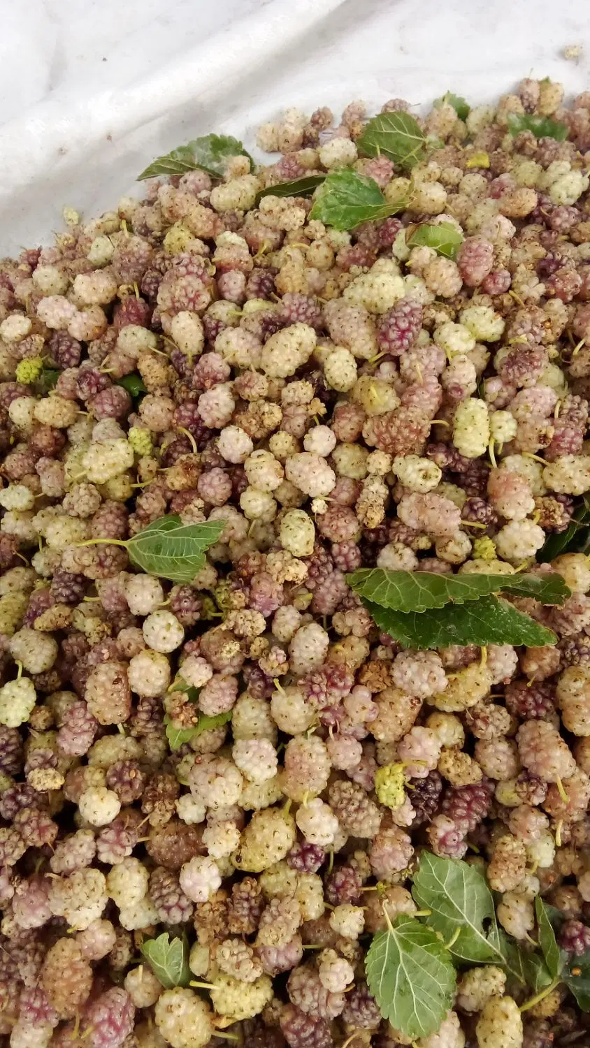 توت سفید|خوردنی و آشامیدنی|بدره, |دیوار
