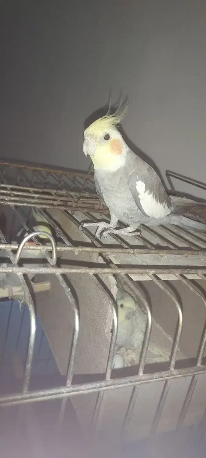 عروس سخن گوه دستی|پرنده|گلستان (تهران), |دیوار