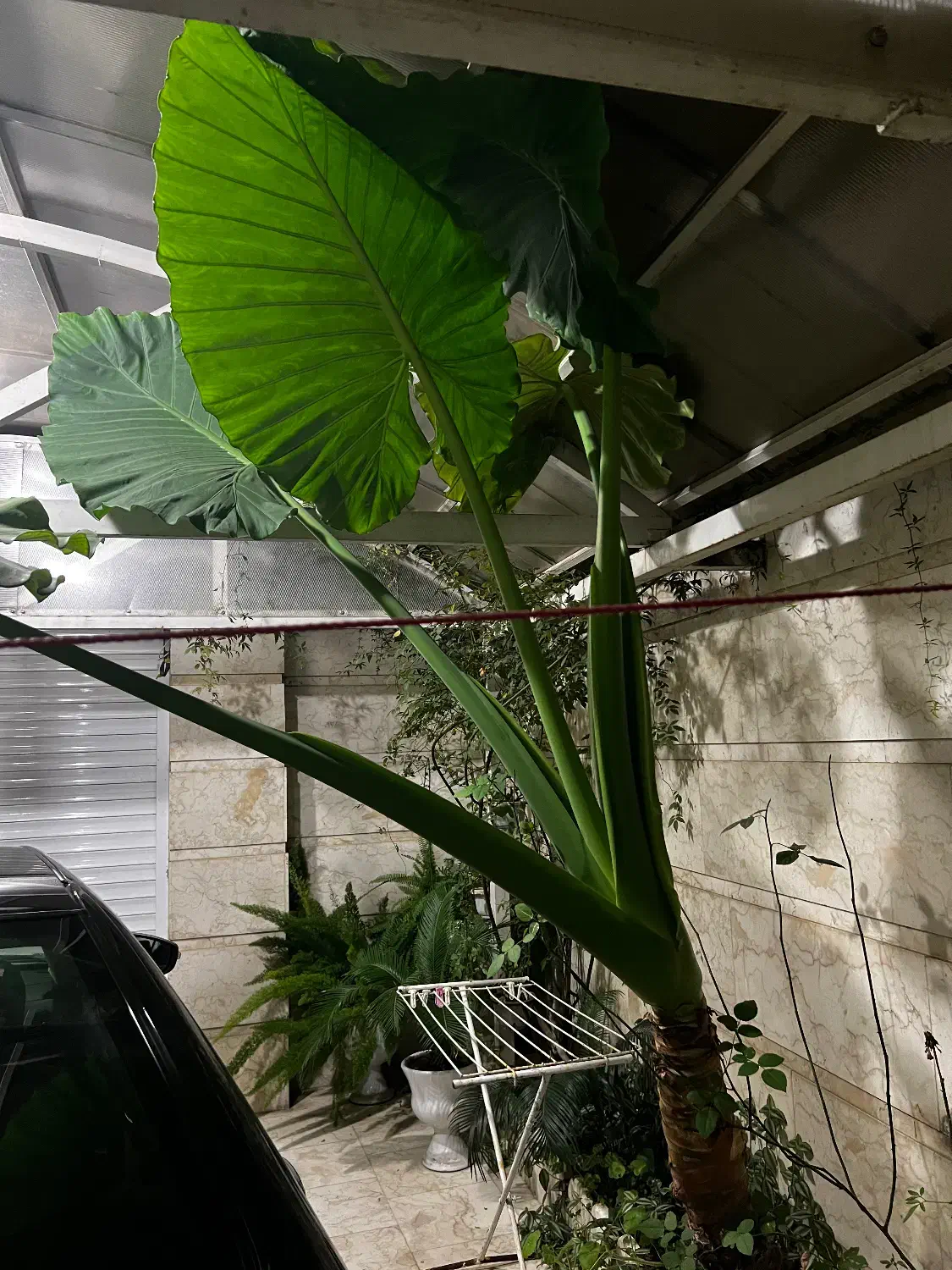 گل بابا ادم|گل و گیاه طبیعی|آستانه اشرفیه, |دیوار