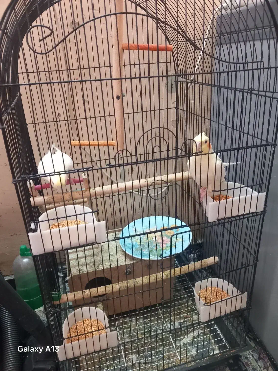 عروس هلندی در هویزه|پرنده|سوسنگرد, |دیوار