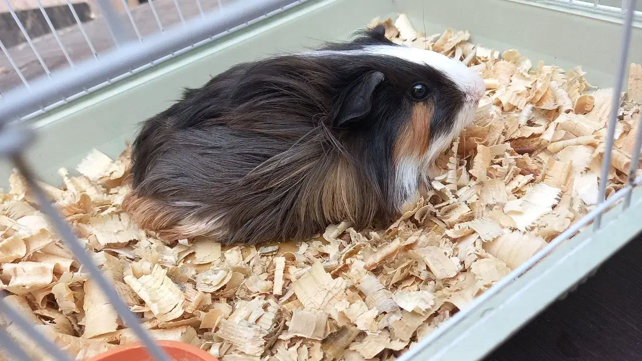 خوکچه هندی کم سن|موش و خرگوش|اهواز, آریاشهر|دیوار