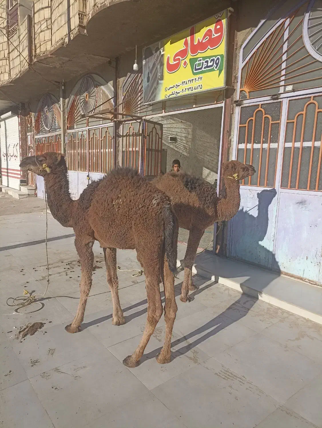 جونگ شتر زهک|حیوانات مزرعه|جزنیک, |دیوار