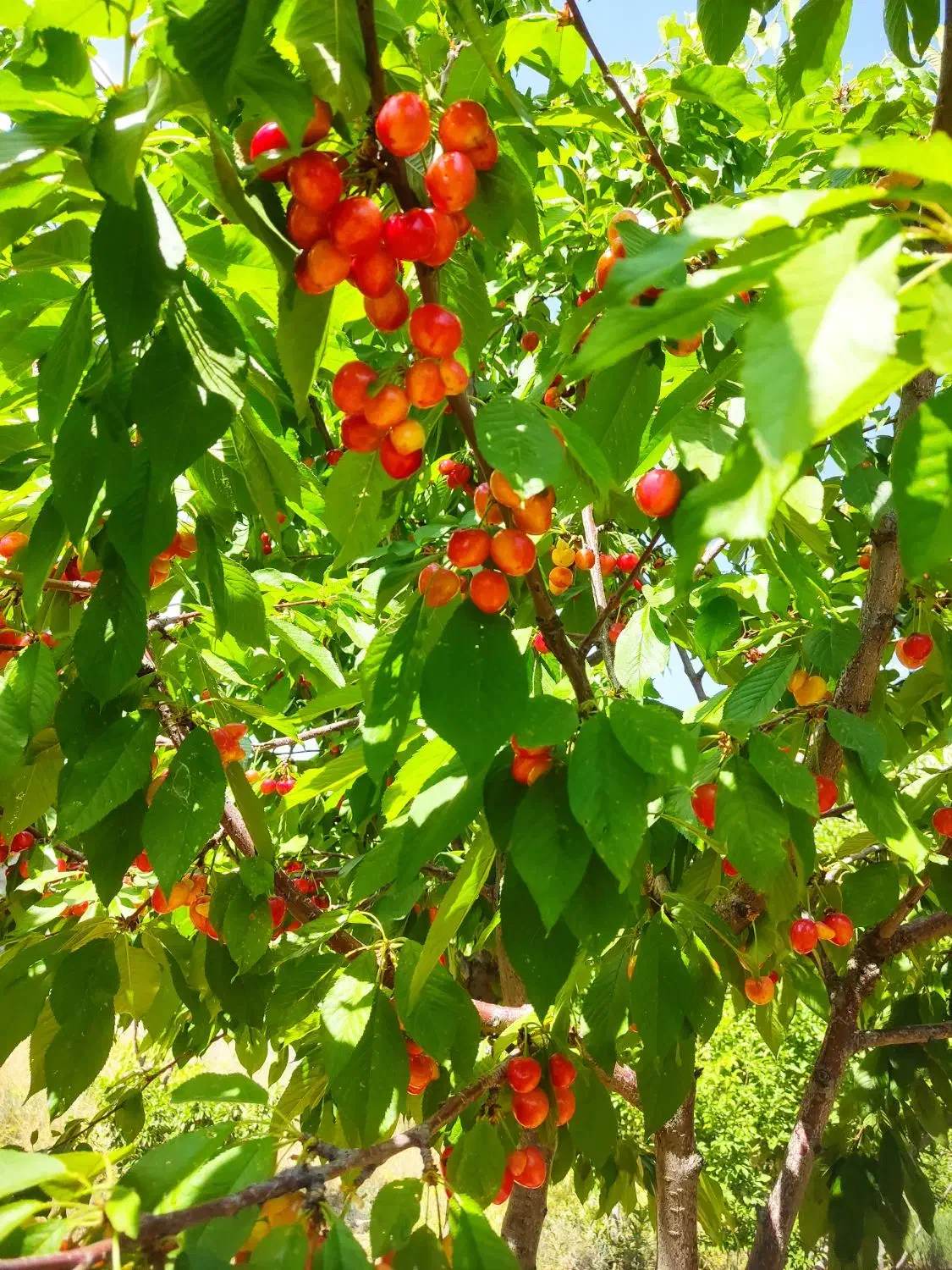 فرصت طلایی برای بازنشستگان خانواده ها باغ شهری 750|فروش زمین و ملک کلنگی|شیراز, سجادیه|دیوار