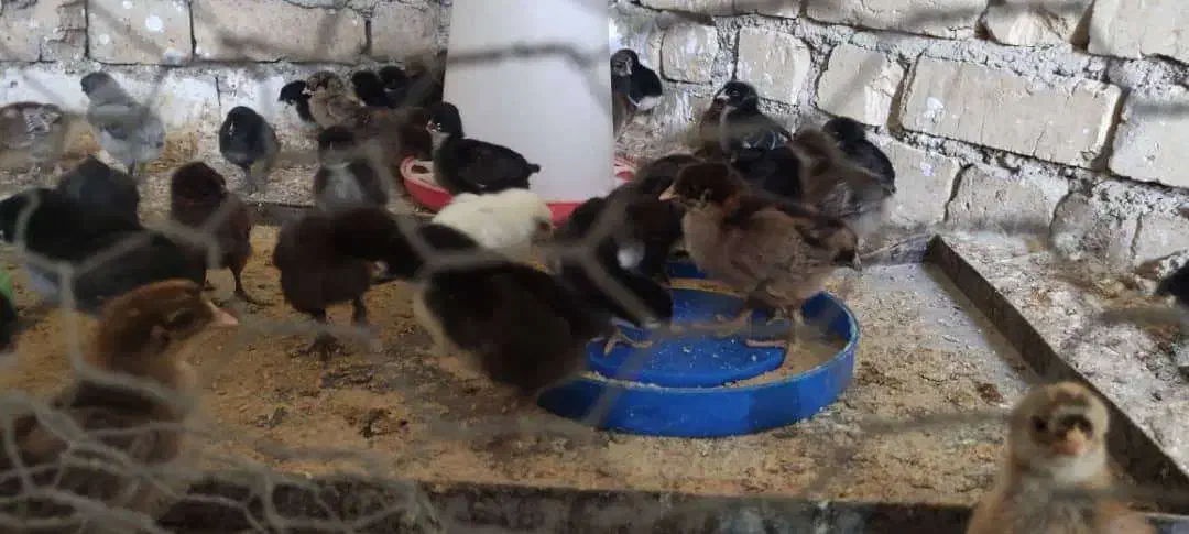 جوجه محلی|حیوانات مزرعه|لار, |دیوار