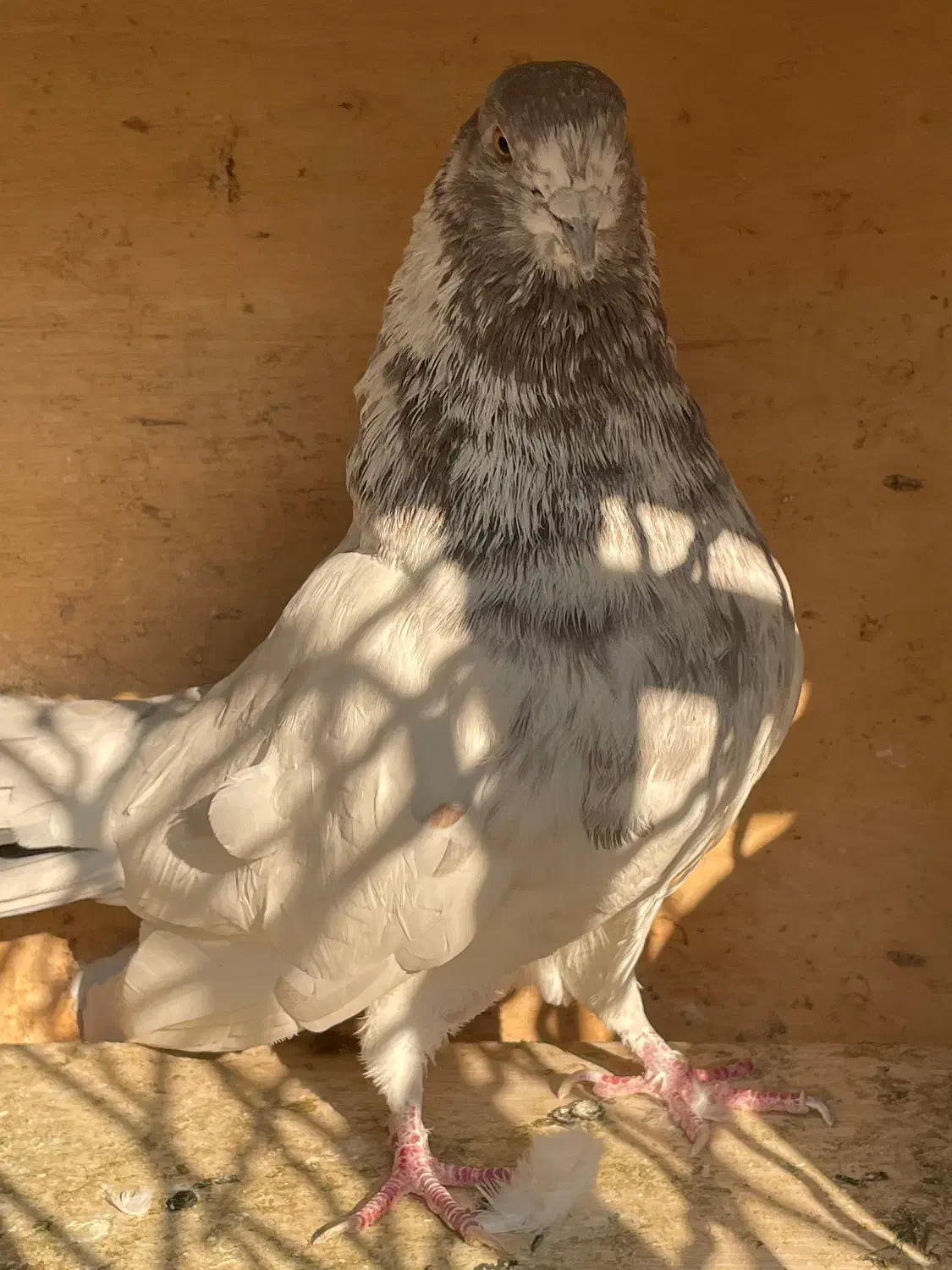 کبوتر|پرنده|تهران, شارق|دیوار