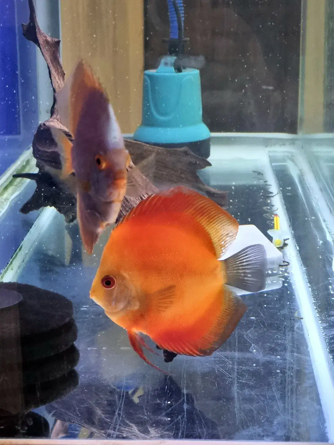 دیسکس|ماهی|باسمنج, |دیوار