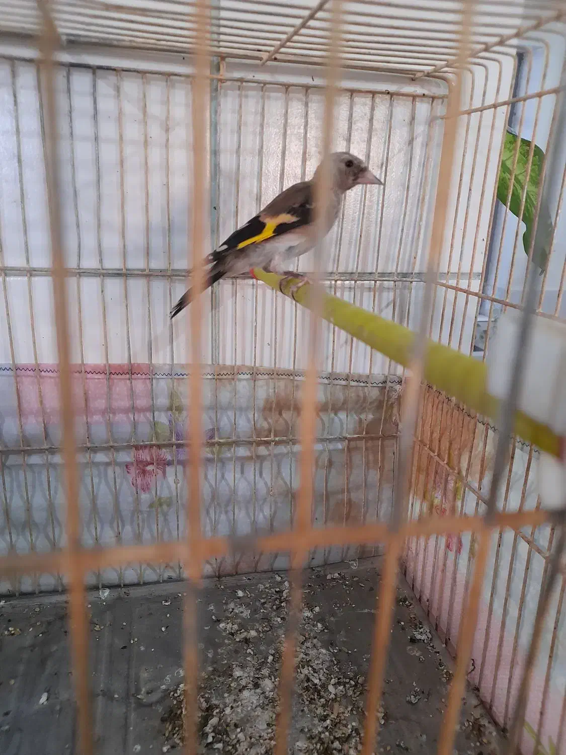 جوجه سهره|پرنده|سامان, |دیوار