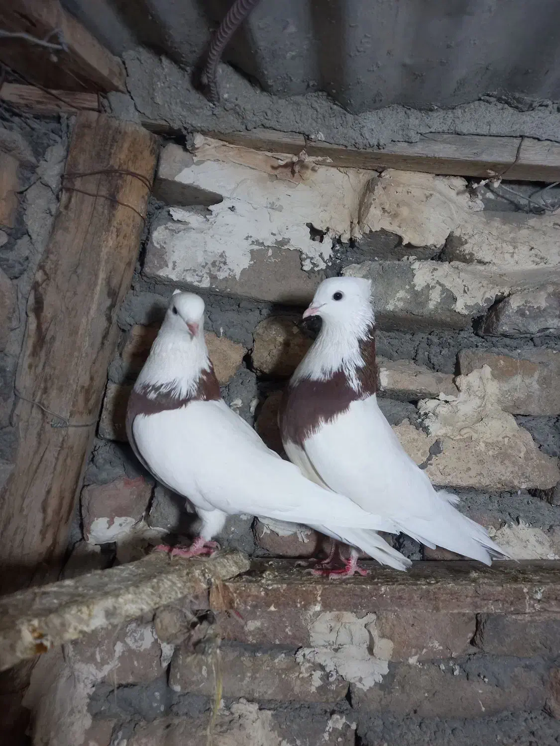 طوقی|پرنده|دورود, |دیوار