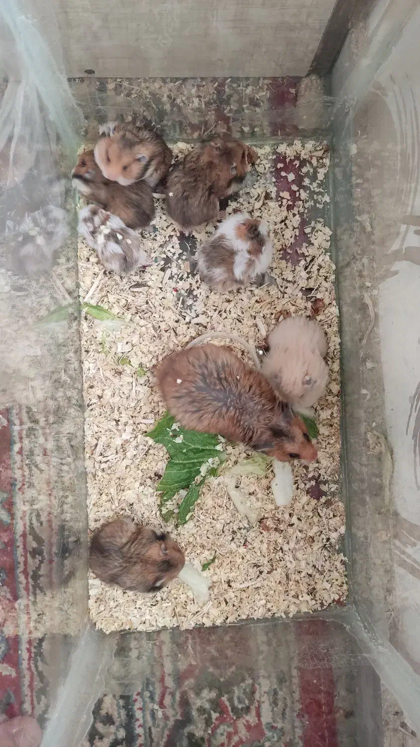 همستر|موش و خرگوش|زرند, |دیوار