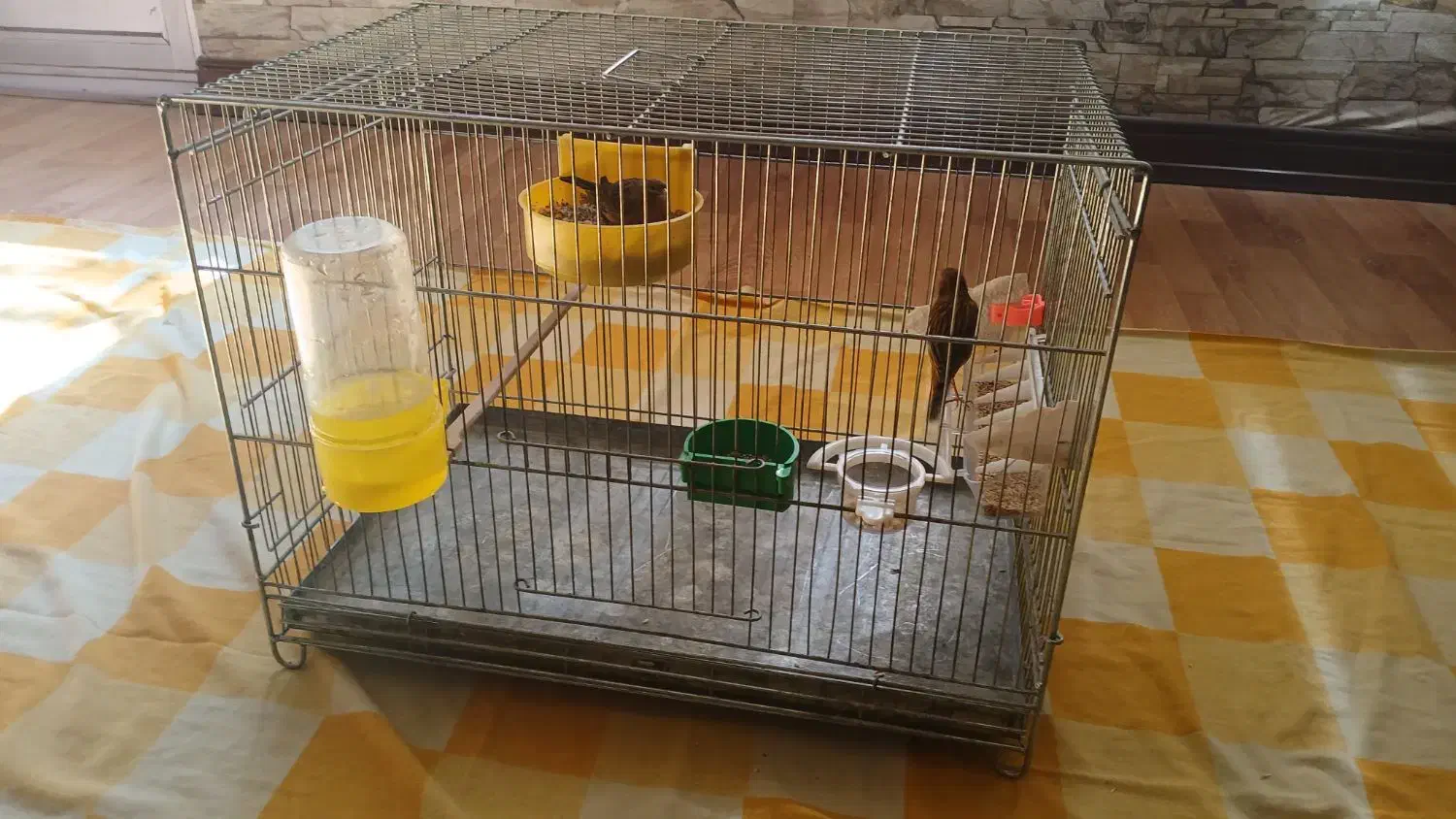 قناری نر و ماده سوخته بهمراه یک عدد جوجه ۳روز|پرنده|اصفهان, کشاورزی|دیوار