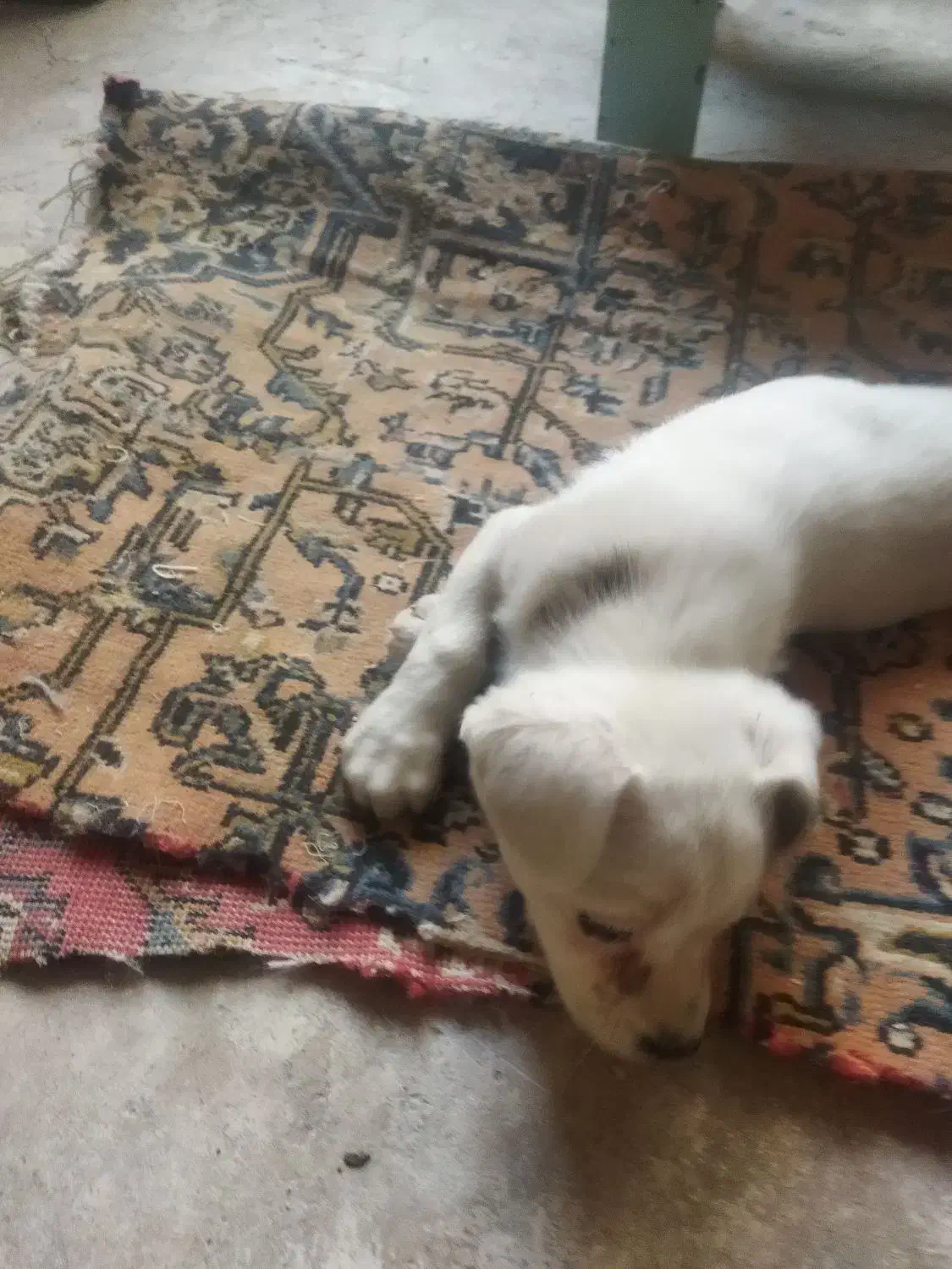 فروش توله پاکوتا|سگ|مراغه, |دیوار