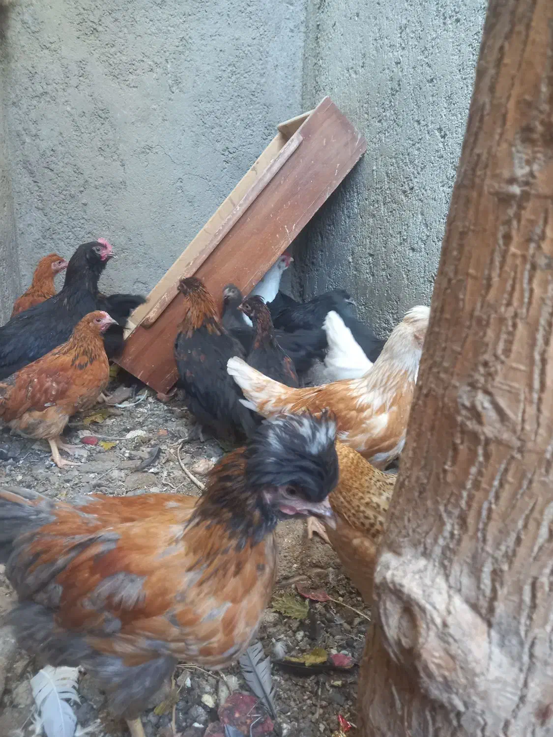 نوچه رسمی|حیوانات مزرعه|کهک, |دیوار