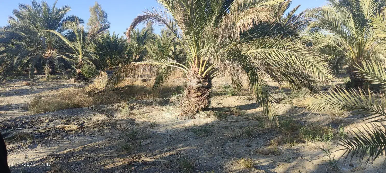 فروشنخلخرما|خدمات باغبانی و درختکاری|مهرستان, |دیوار