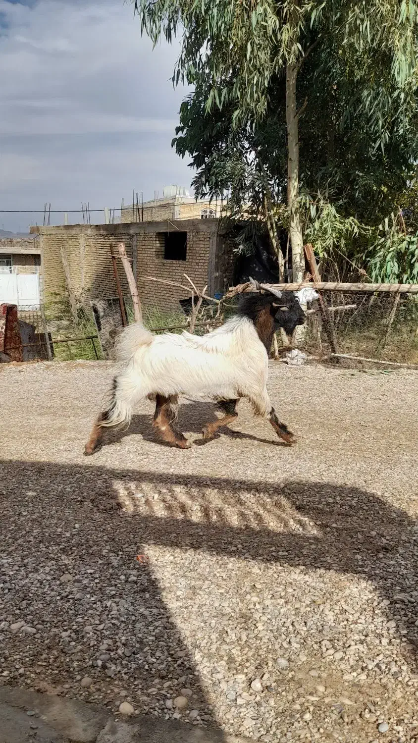 یک عدد بز نر.|حیوانات مزرعه|شوشتر, |دیوار