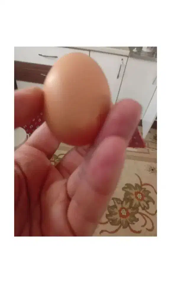 تخم مرغ محلی تازه سالم زرده نارنجی|خوردنی و آشامیدنی|مشهد, الهیه|دیوار
