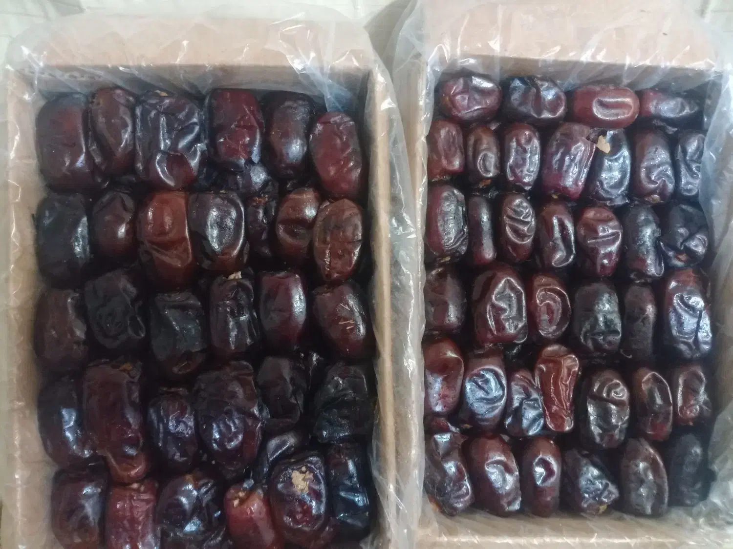 خرمای مضافتی و کلوته عمده فروشی|خوردنی و آشامیدنی|مشهد, کارمندان دوم|دیوار