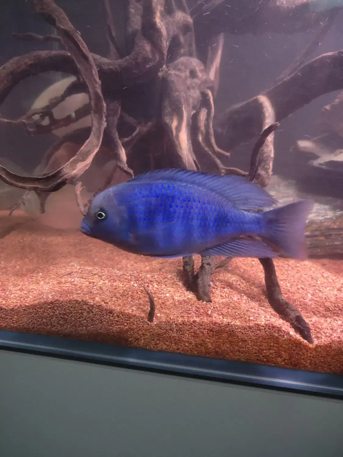 ماهی بلو دلفینی|ماهی|پاکدشت, پاکدشت (مامازند)|دیوار