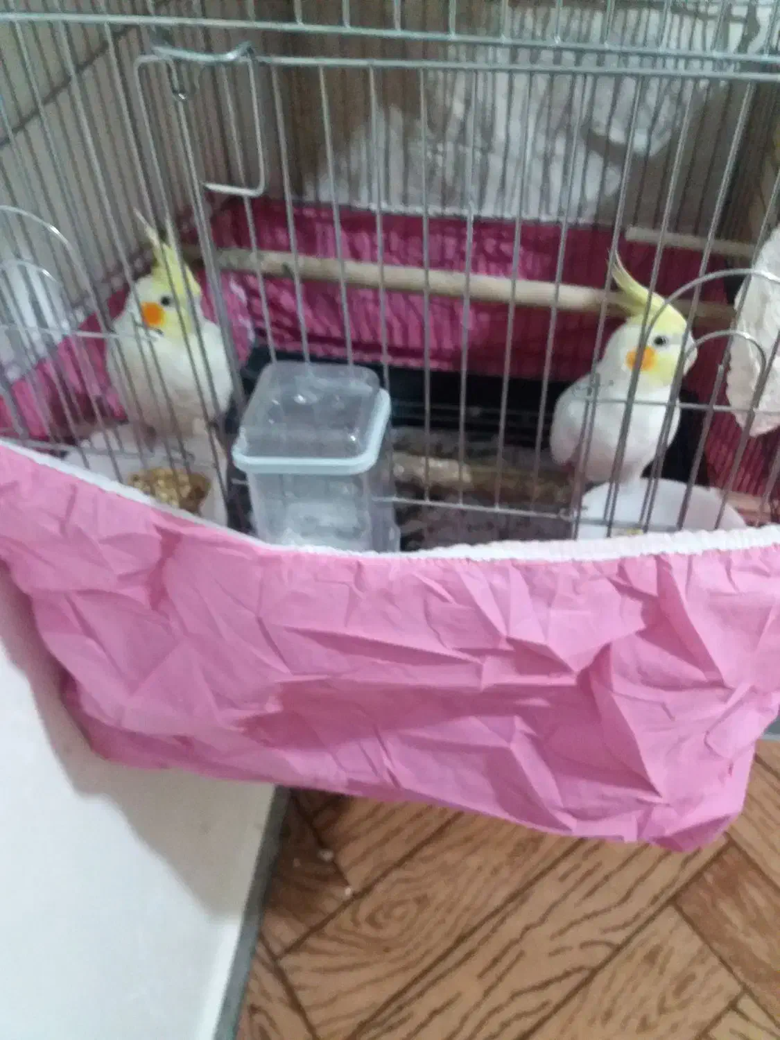 عروس هلندی|پرنده|شوش, |دیوار