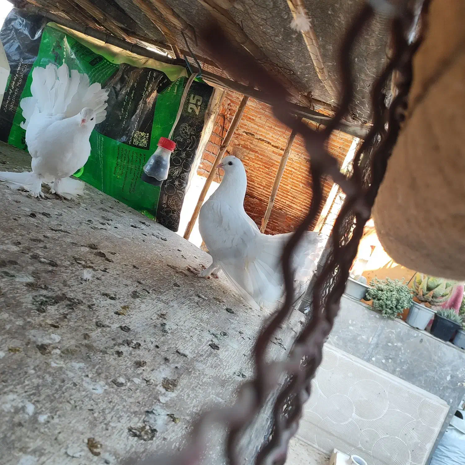 کبوتر|پرنده|گرگان, |دیوار