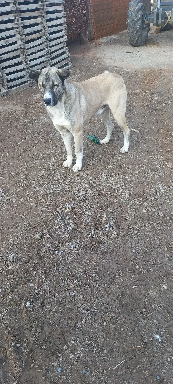 واگذاری سگ|سگ|لیلان, |دیوار