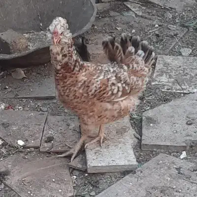 تخم‌مرغ گلین|حیوانات مزرعه|مرودشت, ژیان|دیوار