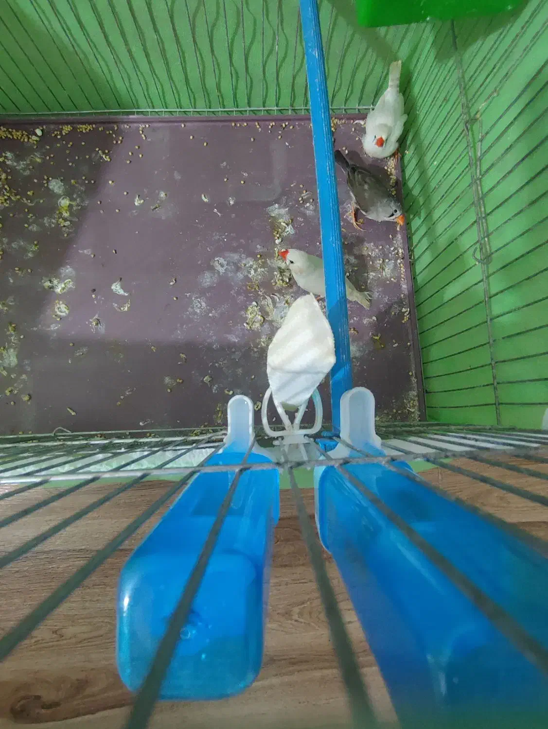 فروش فنچ|پرنده|محمدیه-قزوین, |دیوار