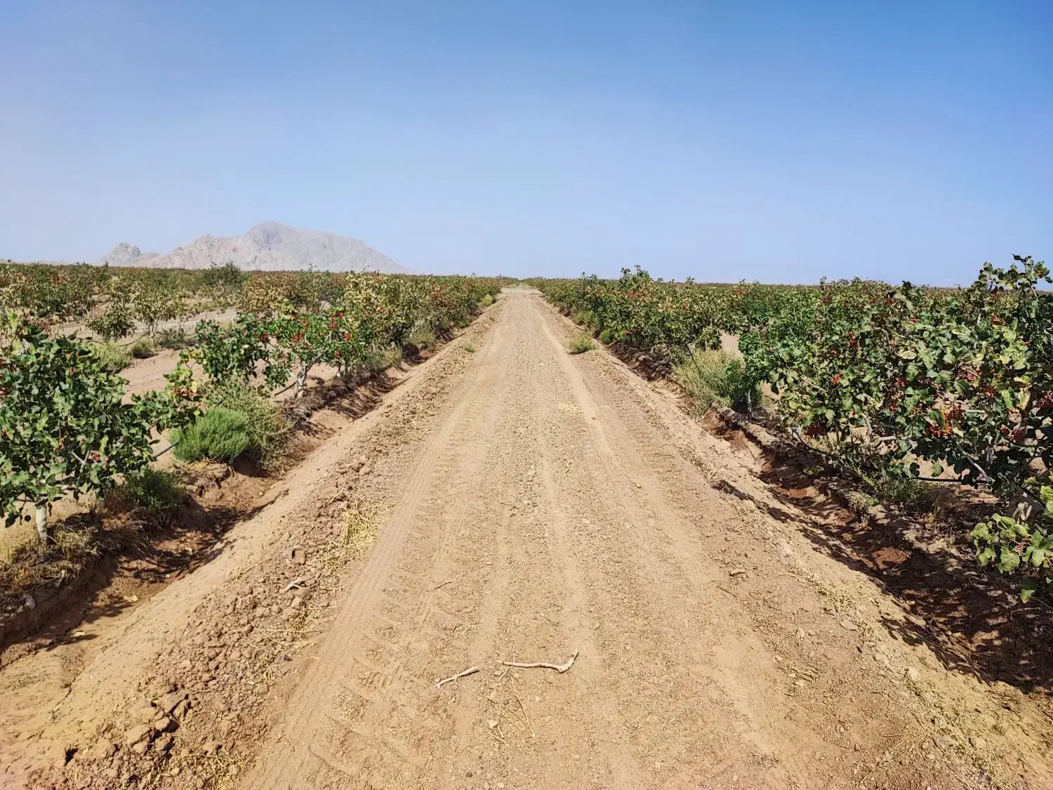 ۲حلقه چاه با ۱۳۵هکتار باغ پسته/فروش به علت مهاجرت/|فروش دفتر صنعتی، کشاورزی، تجاری|مشهد, امام رضا (ع)|دیوار