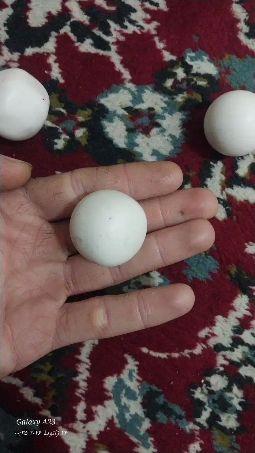 سنگ الماس (سنگ آسیاب)|جواهرات|رشت, جانبازان|دیوار