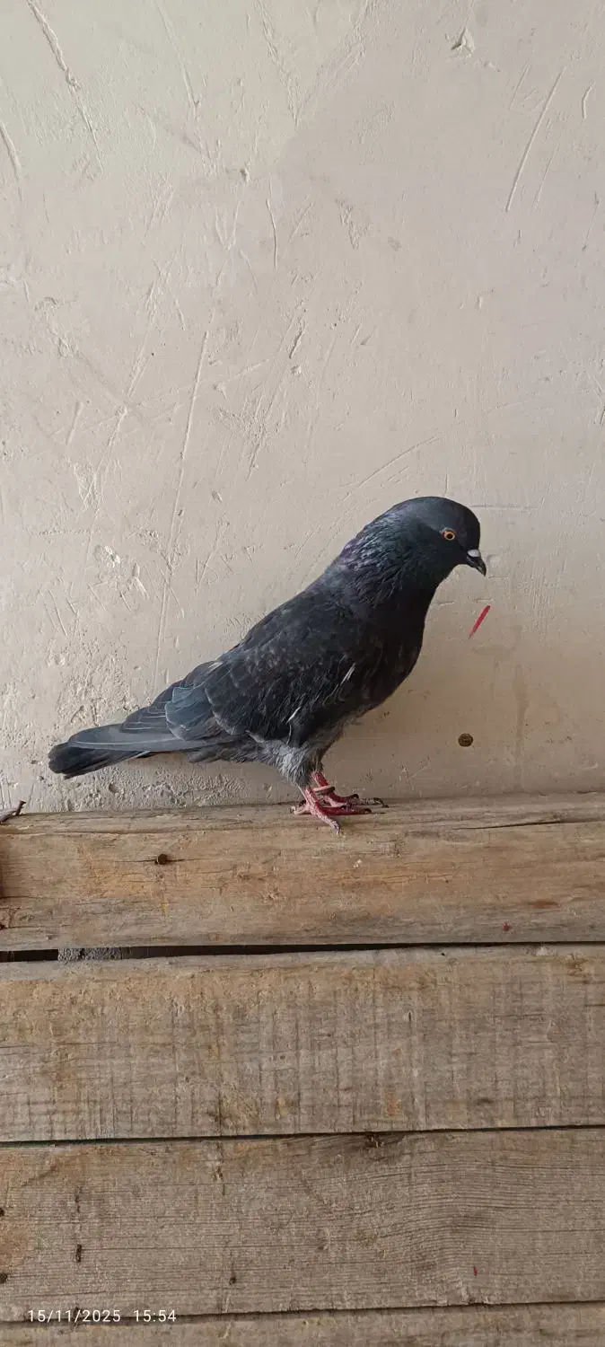 کبوتر|پرنده|نقده, |دیوار