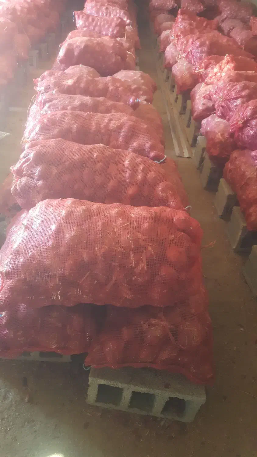 پیاز عمده|عمدهفروشی|گوآور, |دیوار