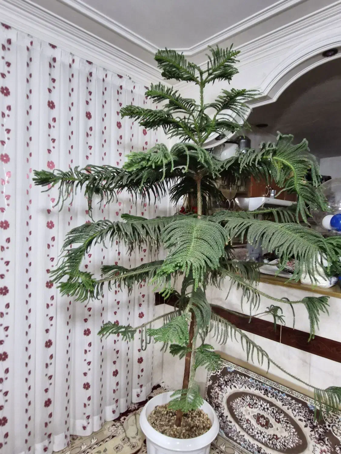 کاج مطبق|گل و گیاه طبیعی|عطاملک, |دیوار