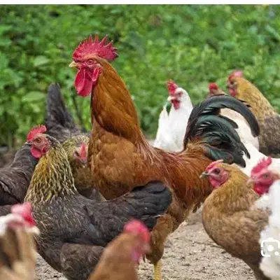 مرغ و خروس محلی طر وتمیز شده|حیوانات مزرعه|رشت, سلیمانداراب|دیوار