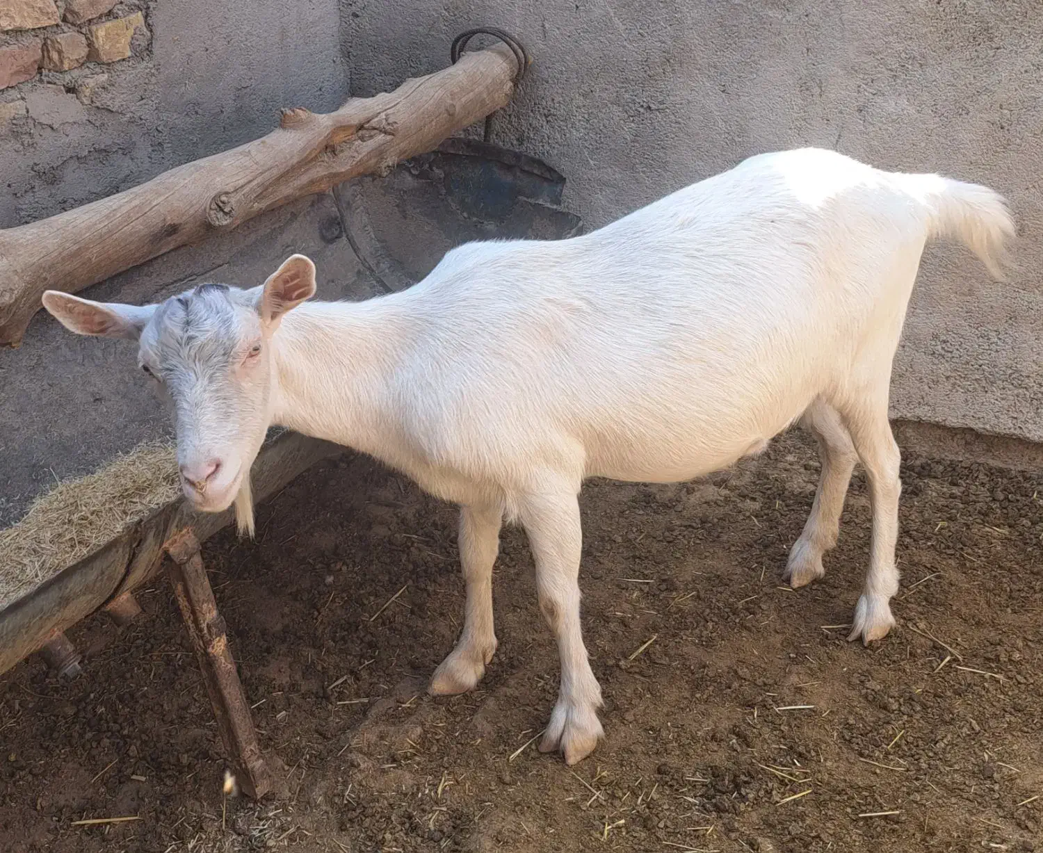 بز سانن|حیوانات مزرعه|گرمسار, |دیوار