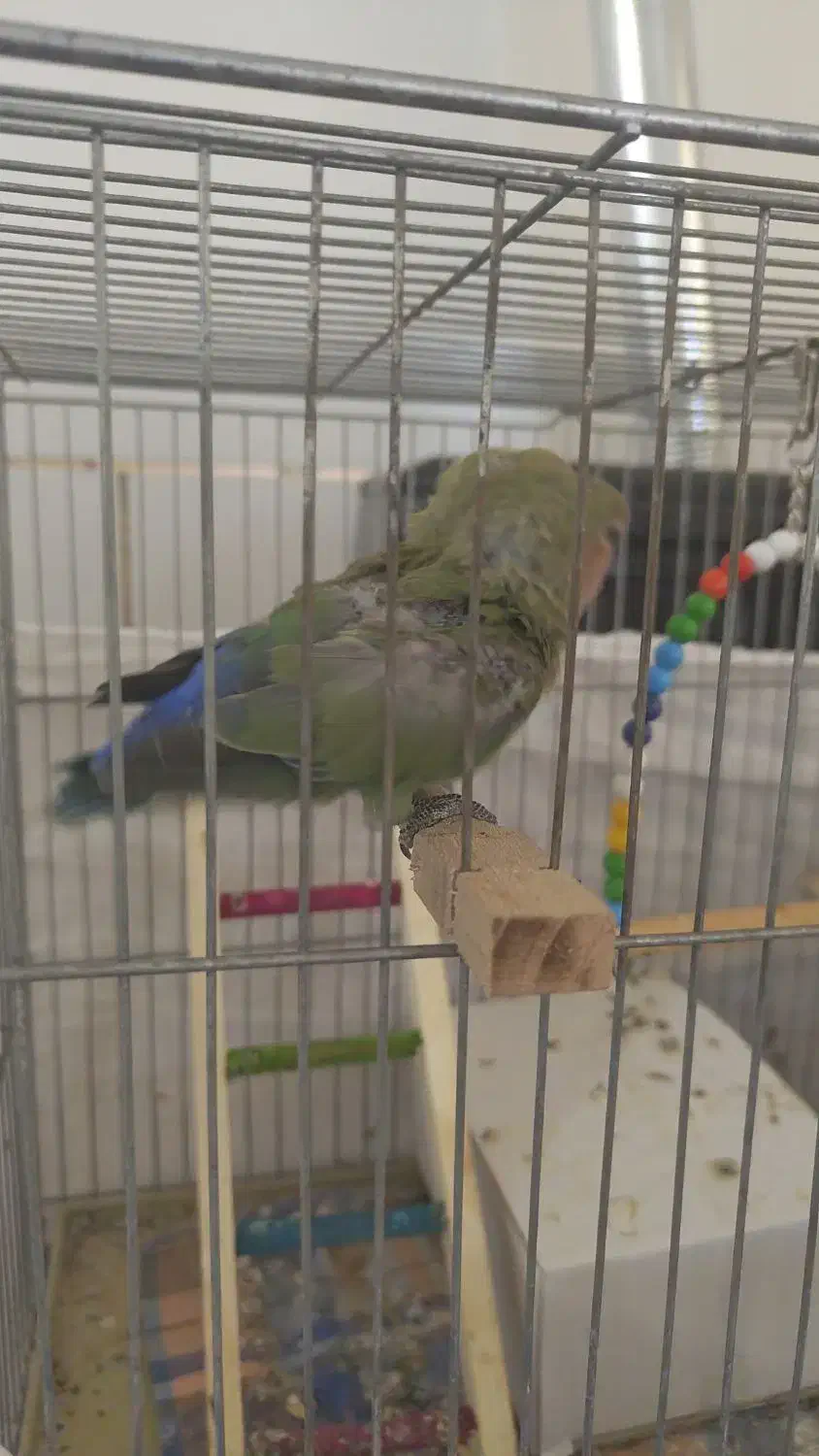 جوجه کوتوله برزیلی|پرنده|شهرضا, |دیوار