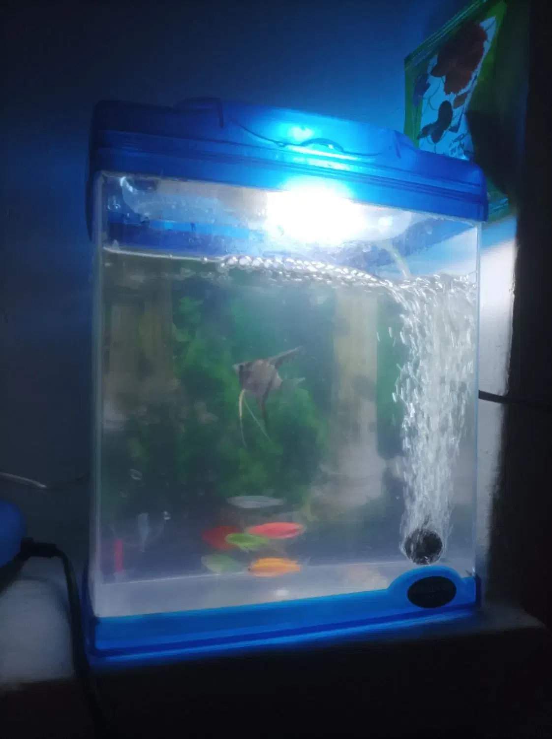 فروش ماهی اکواریوم تزئینی تک و تعداد|ماهی|پاکدشت, پاکدشت (مامازند)|دیوار