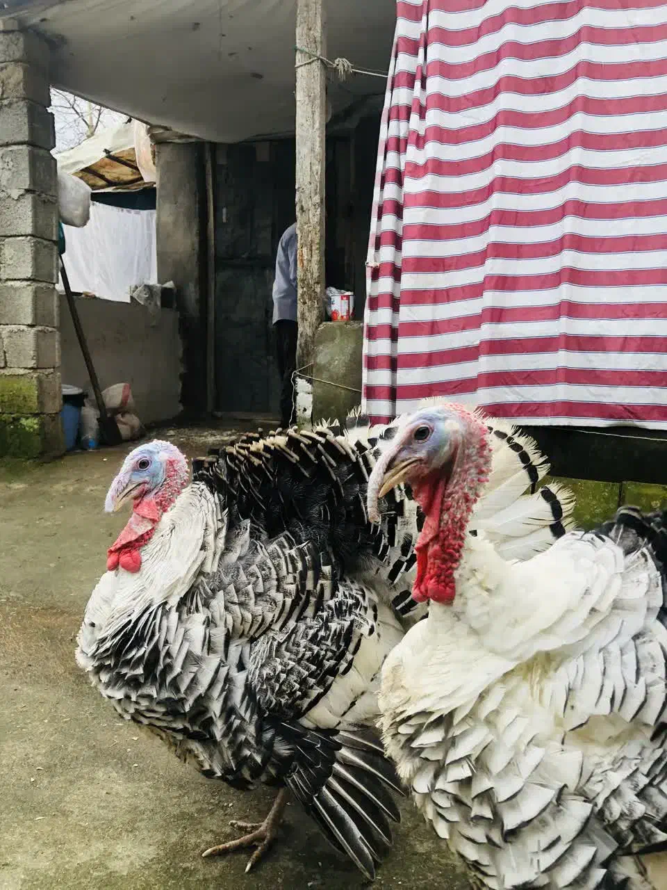 بوقلمون زنده|حیوانات مزرعه|رودسر, |دیوار