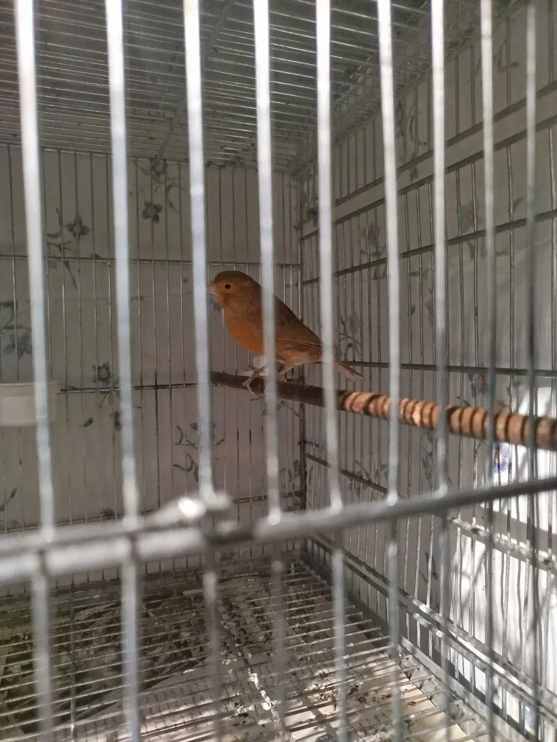 قناری دارچینی ماده|پرنده|اسدآباد, |دیوار