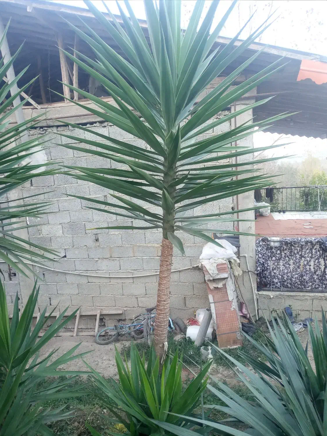 گل یوگا فروشی|گل و گیاه طبیعی|املش, |دیوار