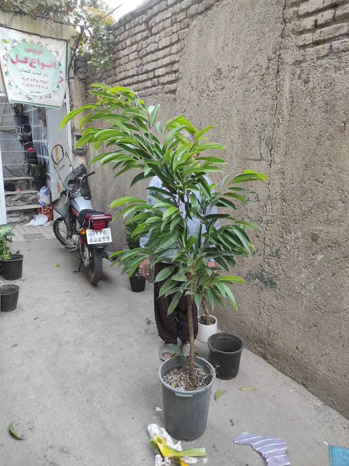 ۲۰ نوع گل  اپارتمانی خاص|گل و گیاه طبیعی|مشهد, رده|دیوار