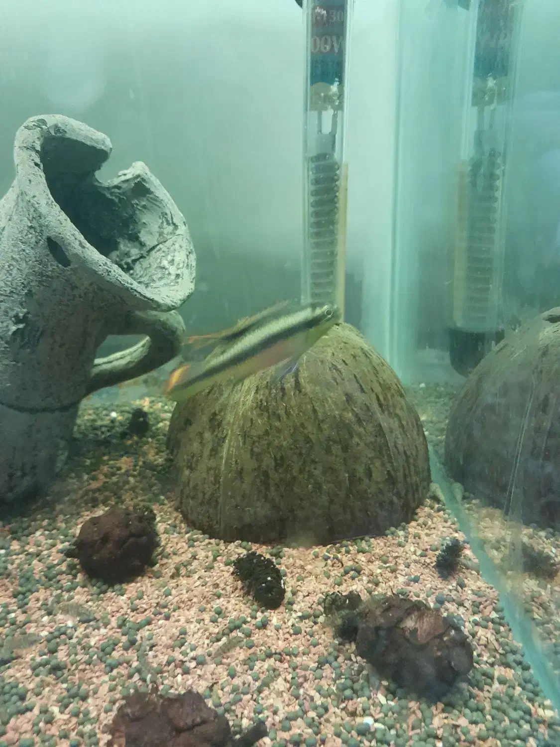 جفت کربنسیس|ماهی|رودهن, |دیوار