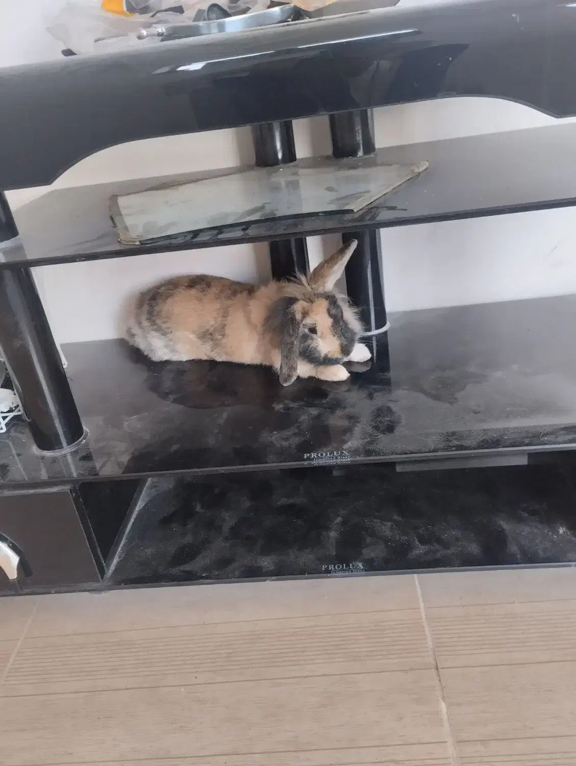 حیوانات|موش و خرگوش|قشم, |دیوار