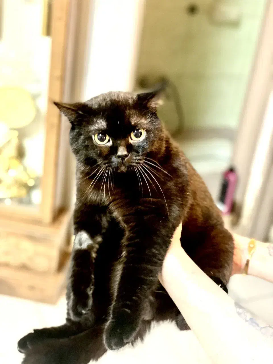 واگذاری بیریتیش نر|گربه|رشت, بوسار|دیوار